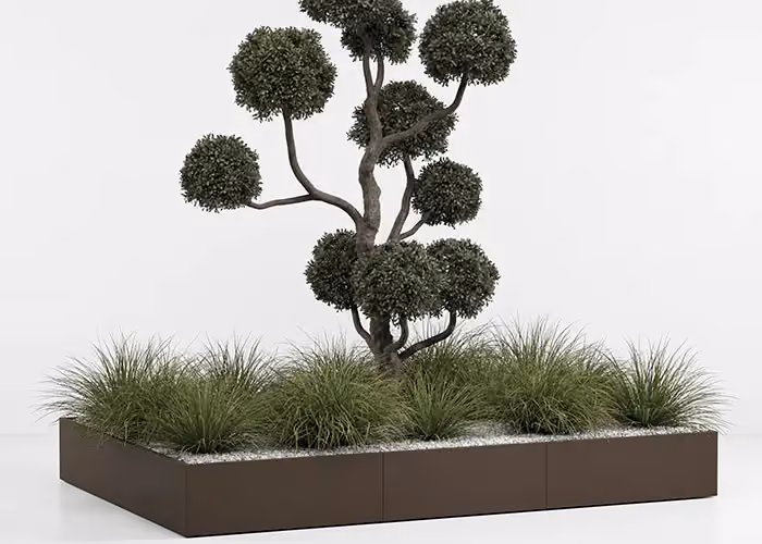 Modernes modulares Beet in Corten-Optik mit skulptural geschnittenem Zierbaum und Ziergrasbüscheln, fotografiert auf minimalistisch weißem Grund.