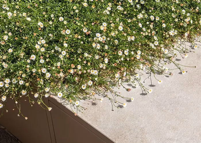 Detail eines modernen Beets mit kleinen überhängenden weißen Blüten und bronzefarbener modularer Struktur.