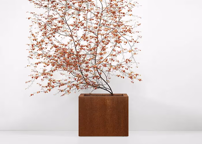 Fioriera quadrata effetto corten con piccolo albero ornamentale dai rami sottili e bacche arancioni, fotografata su sfondo bianco minimalista.