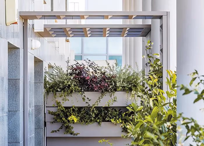 Modern outdoor walkway sheltered by a grey wall-mounted pergola, with large planters full of climbing plants.